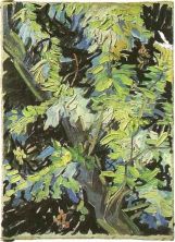 Haga click para ver la imagen ampliada 1890 branches d'acacia fleuries.jpg
